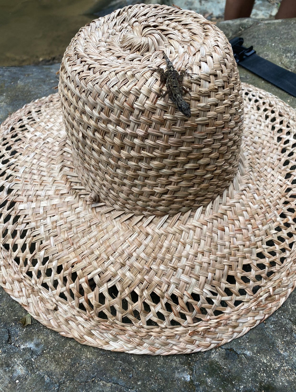 sombrero Palmier
